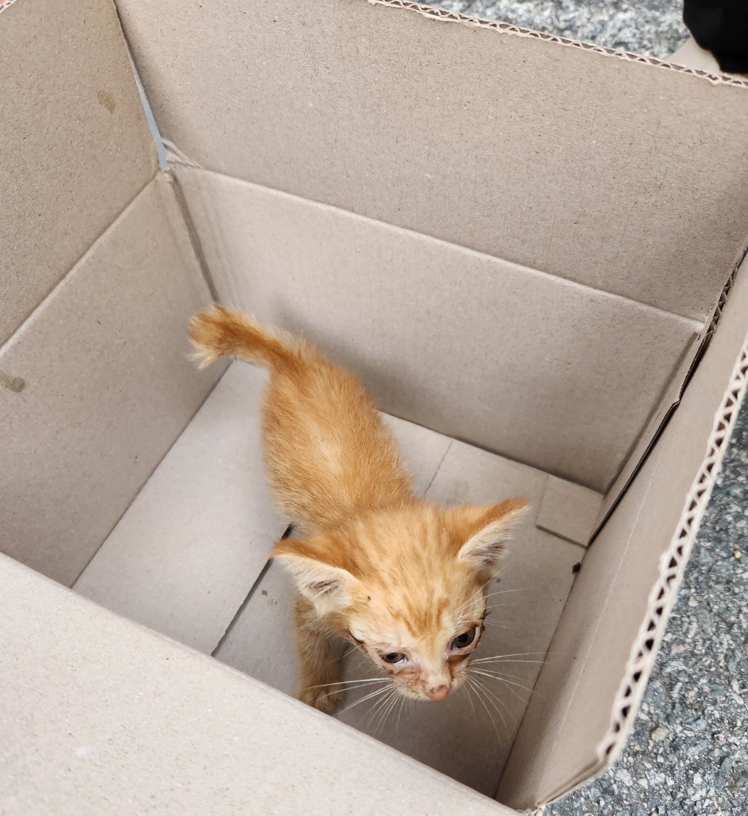 울산유기동물보호센터_431373202300656